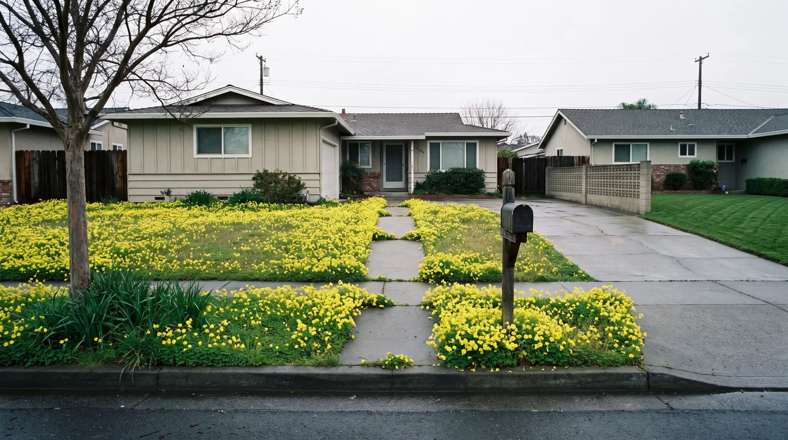 A whole suburban front lawn hazed acid-yellow with flowering wood sorrel in February, the neighbouring lawn still clean and green