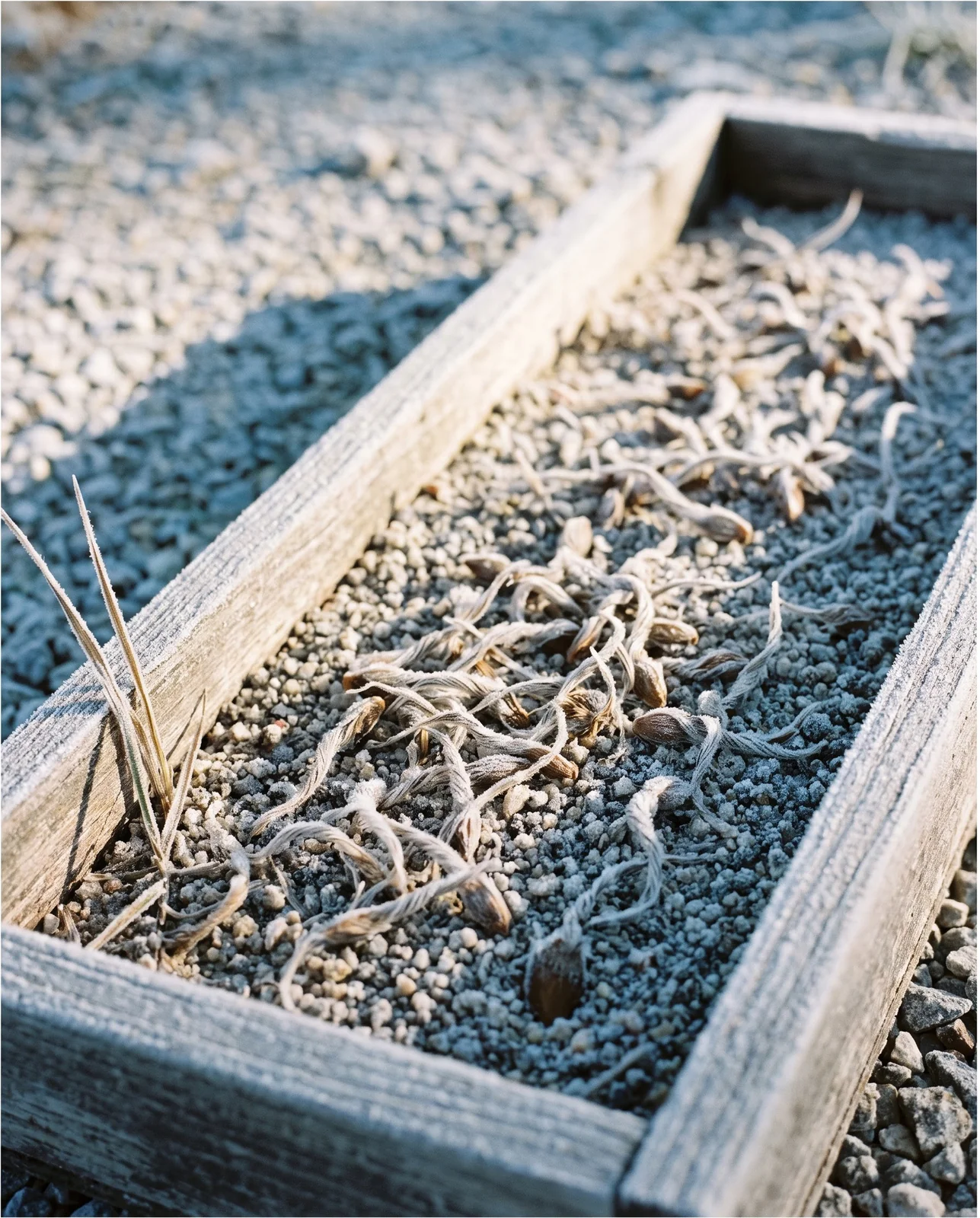 An outdoor wooden seed flat of gritty mix sown with plumed pasque flower seed, furred with white frost on a November morning