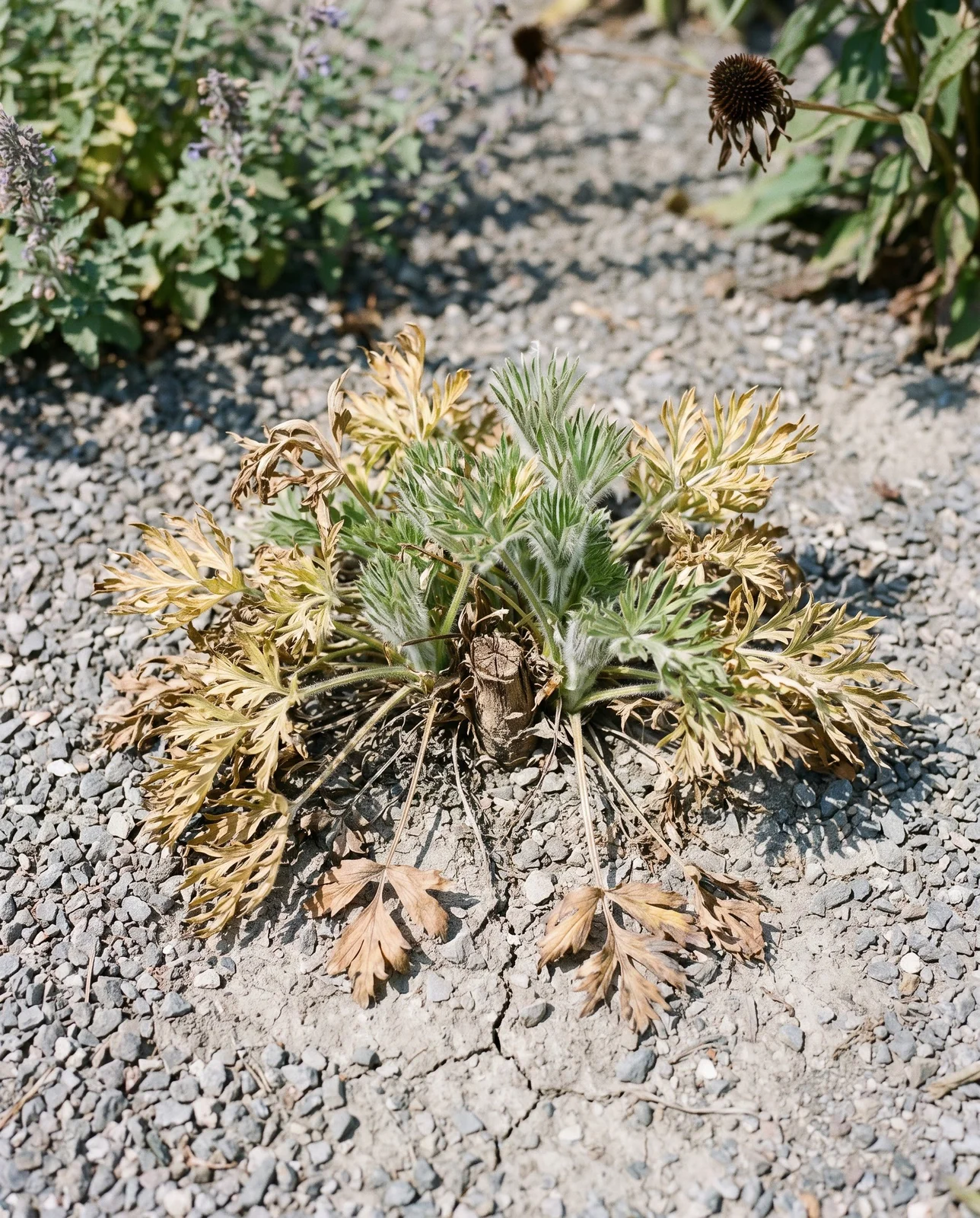 A pasque flower clump in late August with its outer leaves gone butter yellow and khaki while the green crown stays sound
