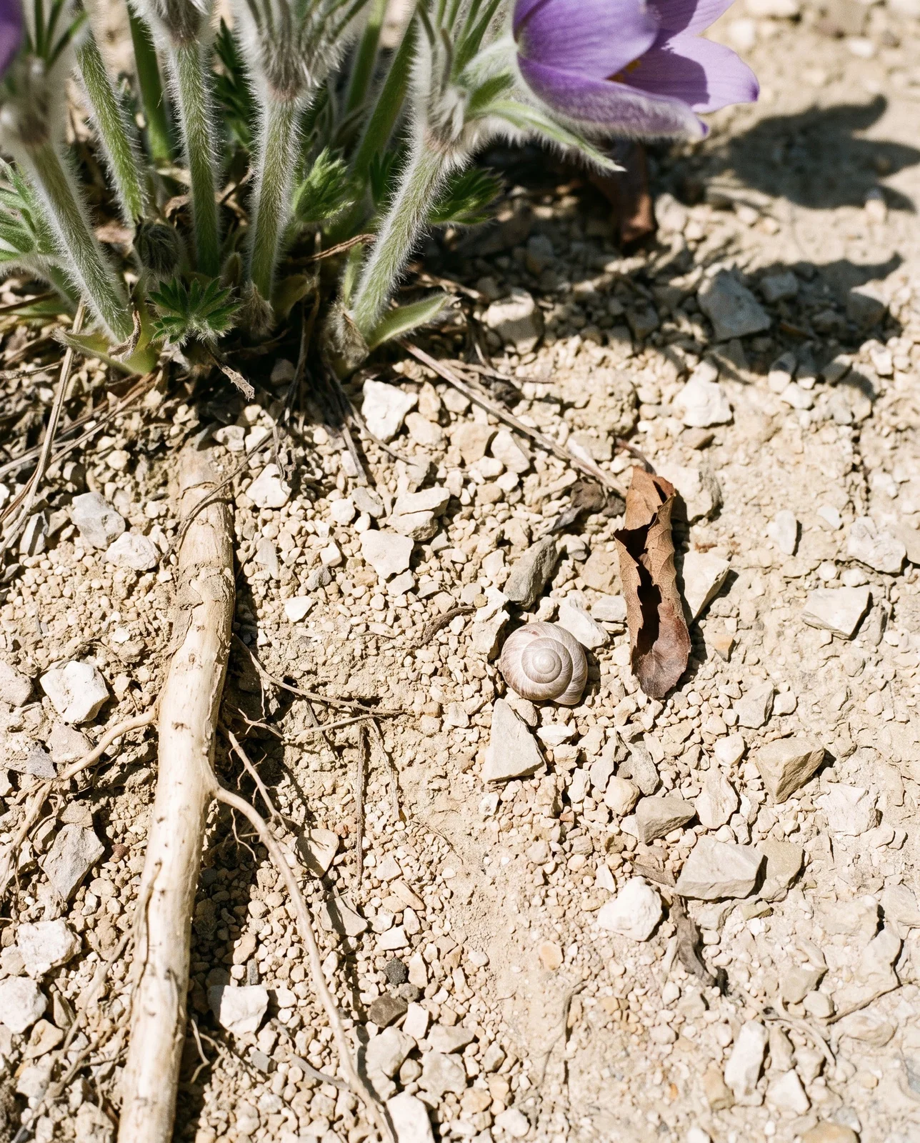 Close view of pale limestone grit and coarse sand at the crown of a pasque flower, with hairy leaf bases and the top of the taproot showing