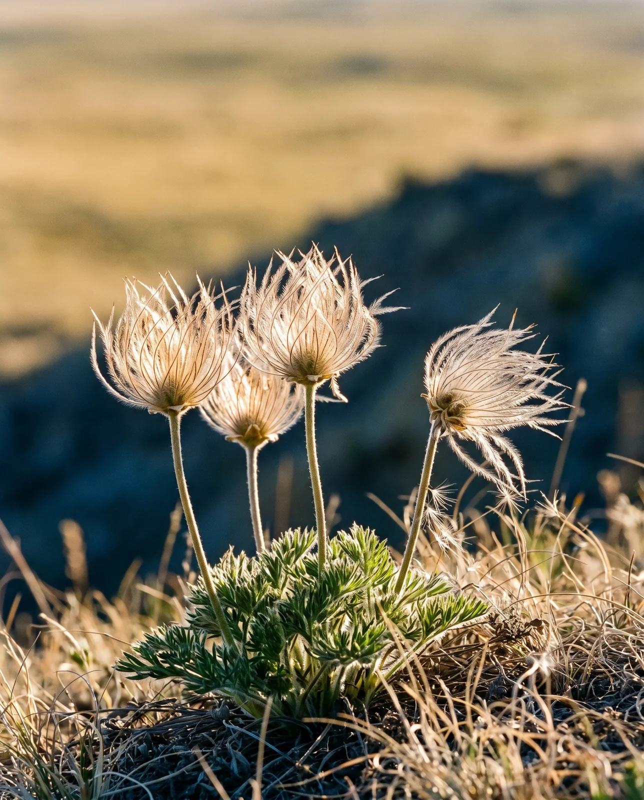 Feathery silver pasque flower seed heads backlit at golden hour on a dry ridge, the parent clump tight with no seedlings around it