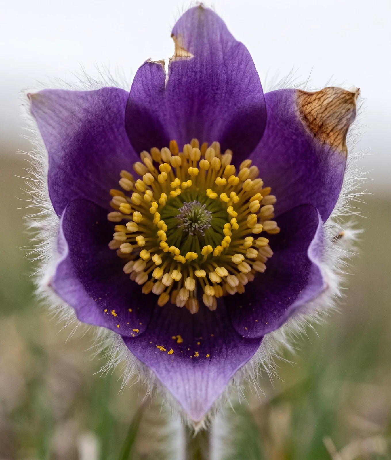 Macro looking straight down into an open prairie pasque flower showing the cup of violet sepals and the dense boss of yellow stamens