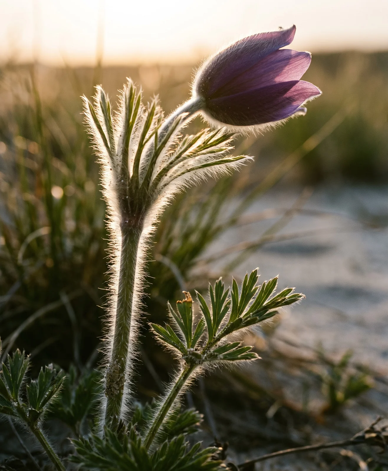 Backlit close view of a pasque flower stem and young leaves covered in long silky white hairs glowing against dark prairie ground