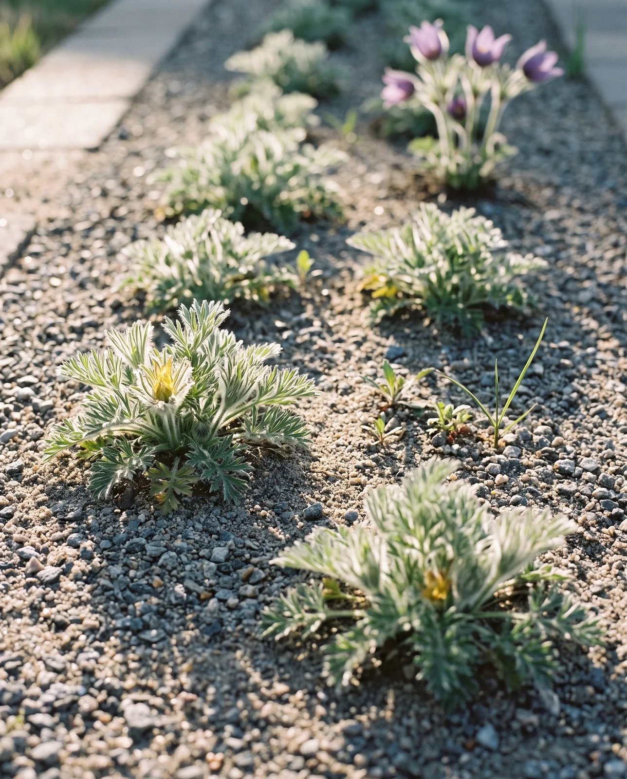 Small two-year-old pasque flower plants with hairy divided leaves and no flowers in a gritty nursery bed, one older flowering plant behind