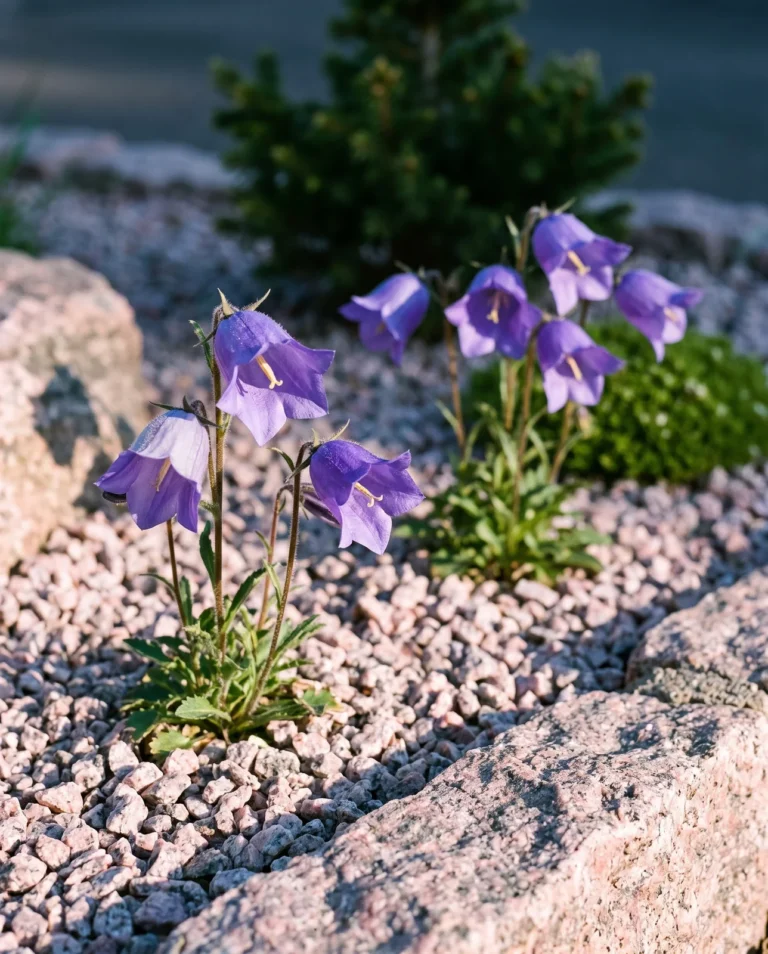 The violet blue cultivar Blaue Glocke of pasque flower in a raised granite chip bed under cool clear evening light