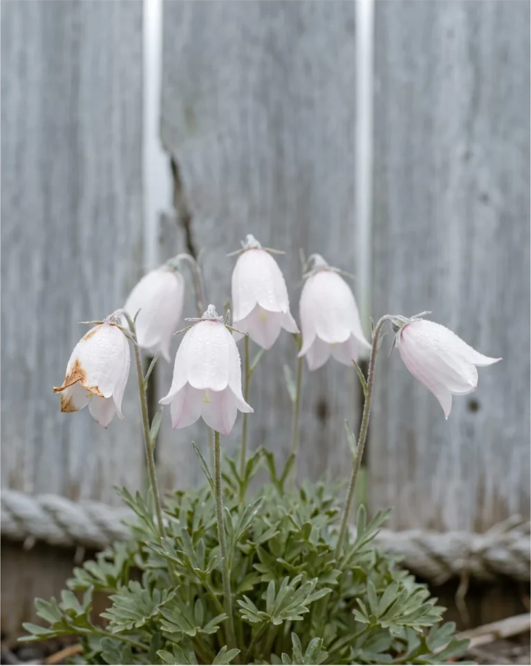 The very pale pink cultivar Perlen Glocke of pasque flower against a weathered grey board fence in coastal fog
