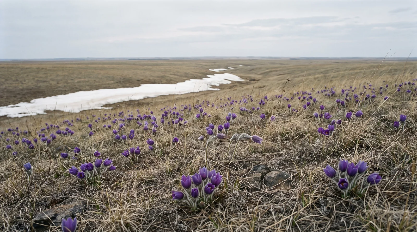Wide view of an open South Dakota hill prairie in April with hundreds of low violet pasque flowers scattered through last year's dead grass
