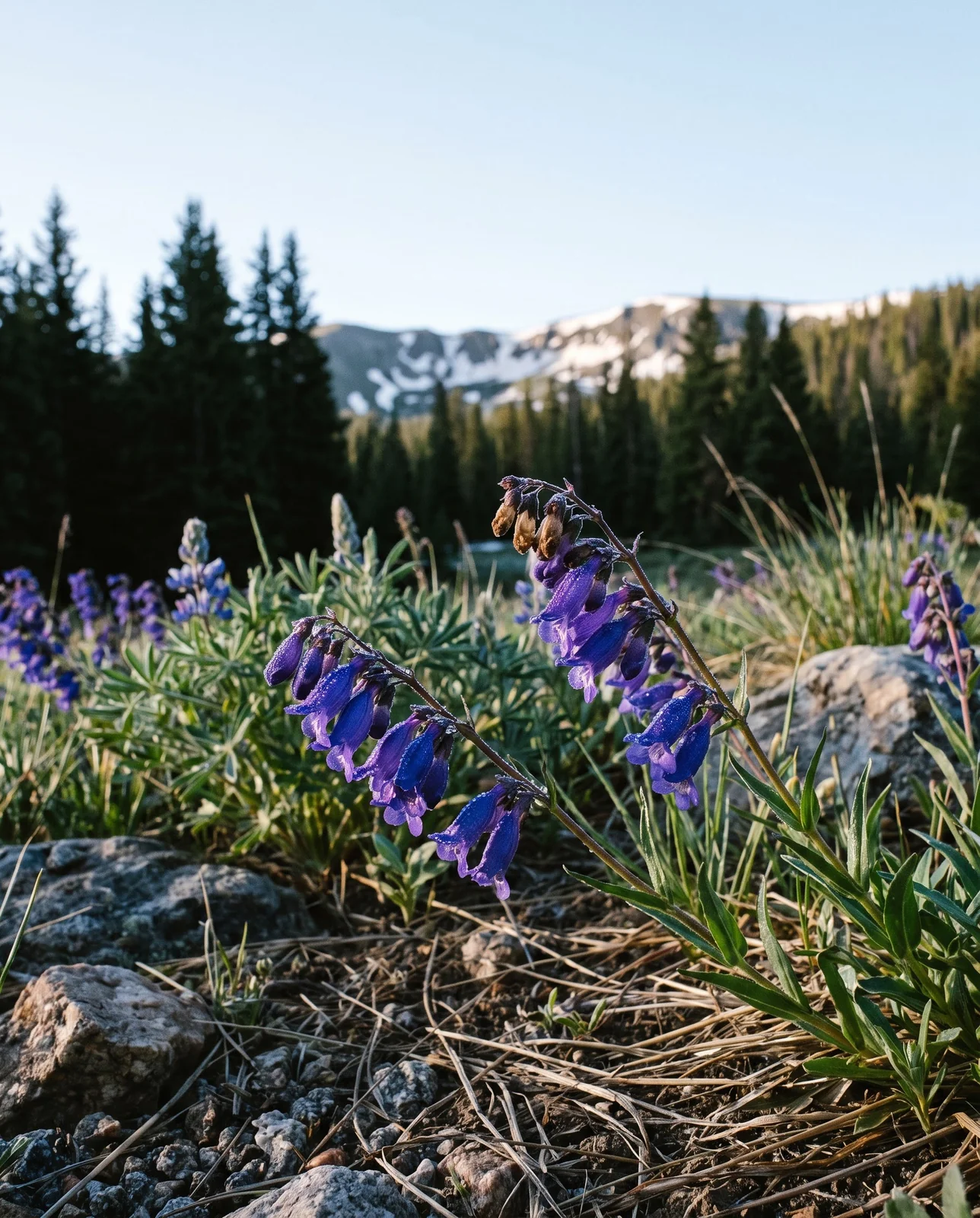 Wild violet-blue Penstemon strictus in a Colorado subalpine meadow with old snow on the ridge behind