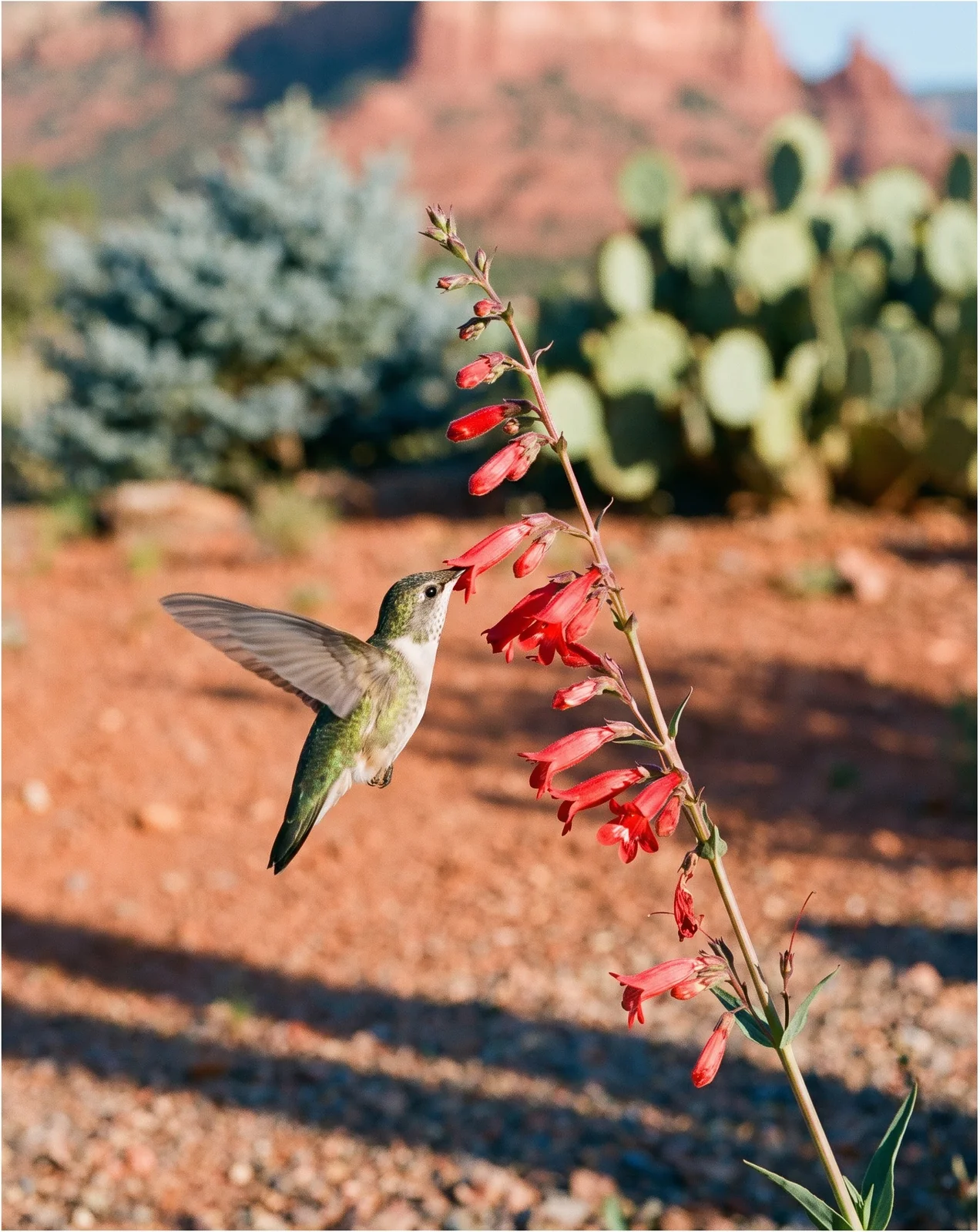 A hummingbird feeding at a scarlet tube of Penstemon eatonii in an Arizona dry garden in early morning light
