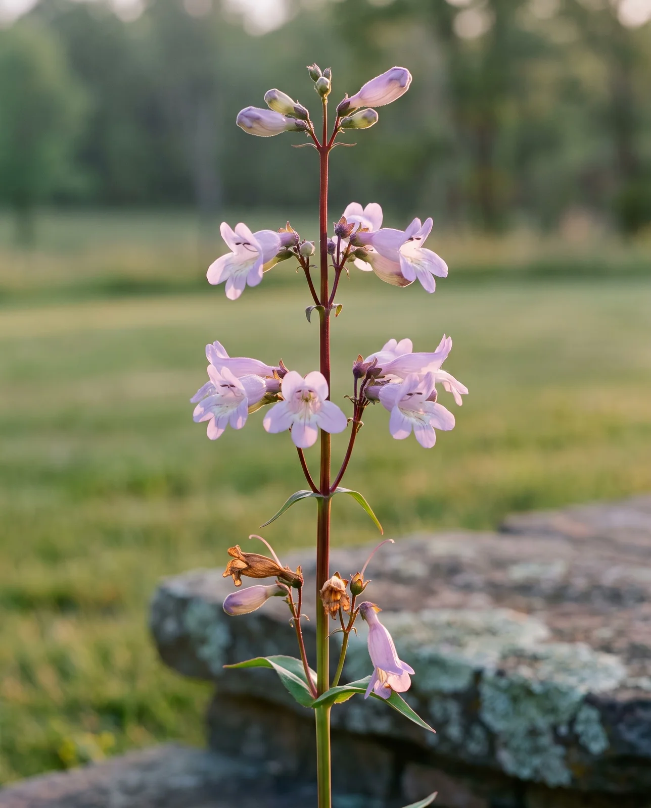 A single Penstemon laevigatus stem with pale purple two-lipped tubes on a green-to-burgundy stalk in evening side light