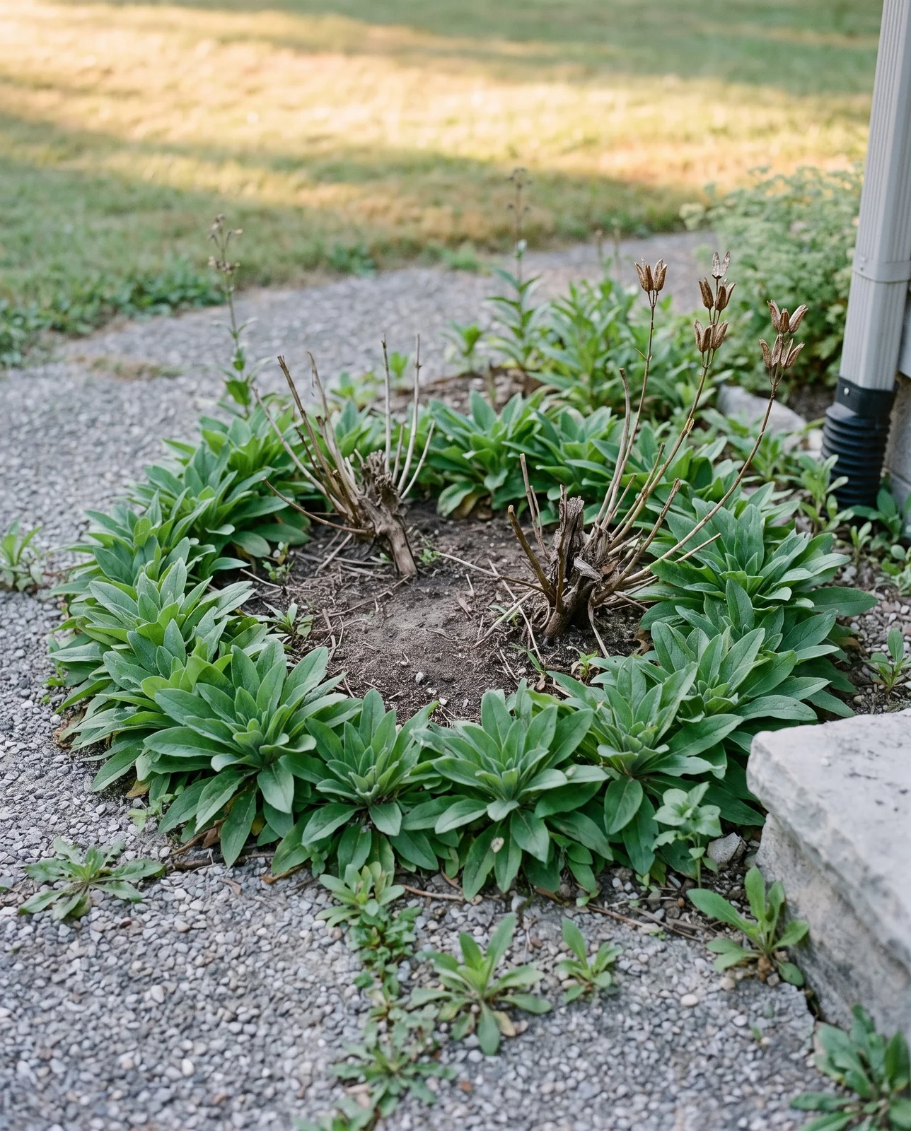 An old Penstemon digitalis clump thinning in the middle with self-sown seedlings scattered through the gravel path around it