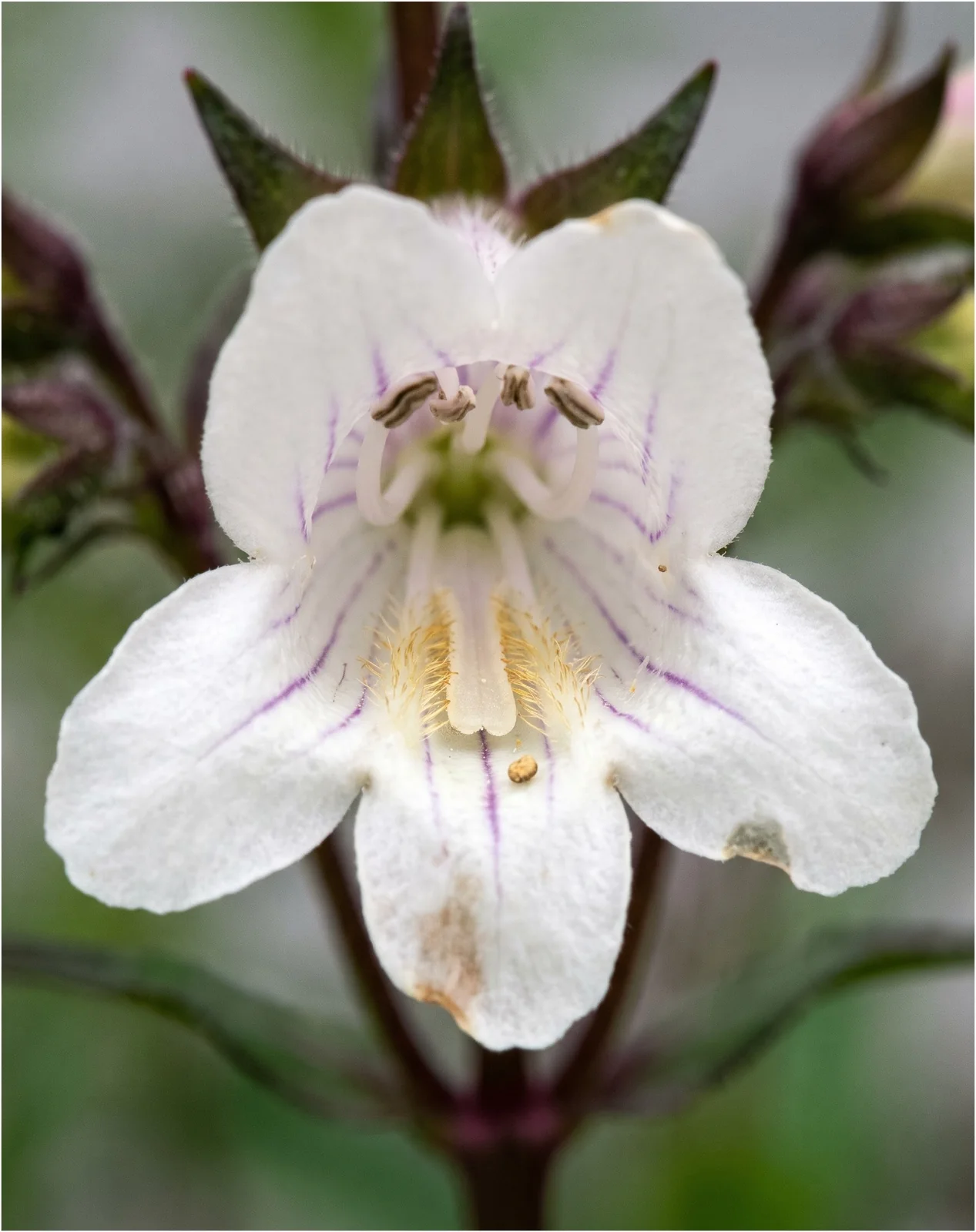 Macro into the white throat of a Penstemon digitalis flower showing the hairy sterile stamen lying on the floor of the tube