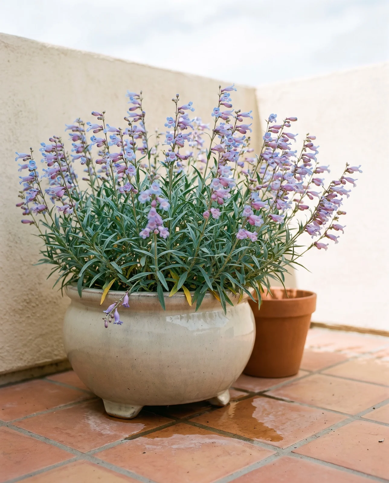 Penstemon heterophyllus flowering sky blue in a pale glazed pot on a tiled San Diego terrace