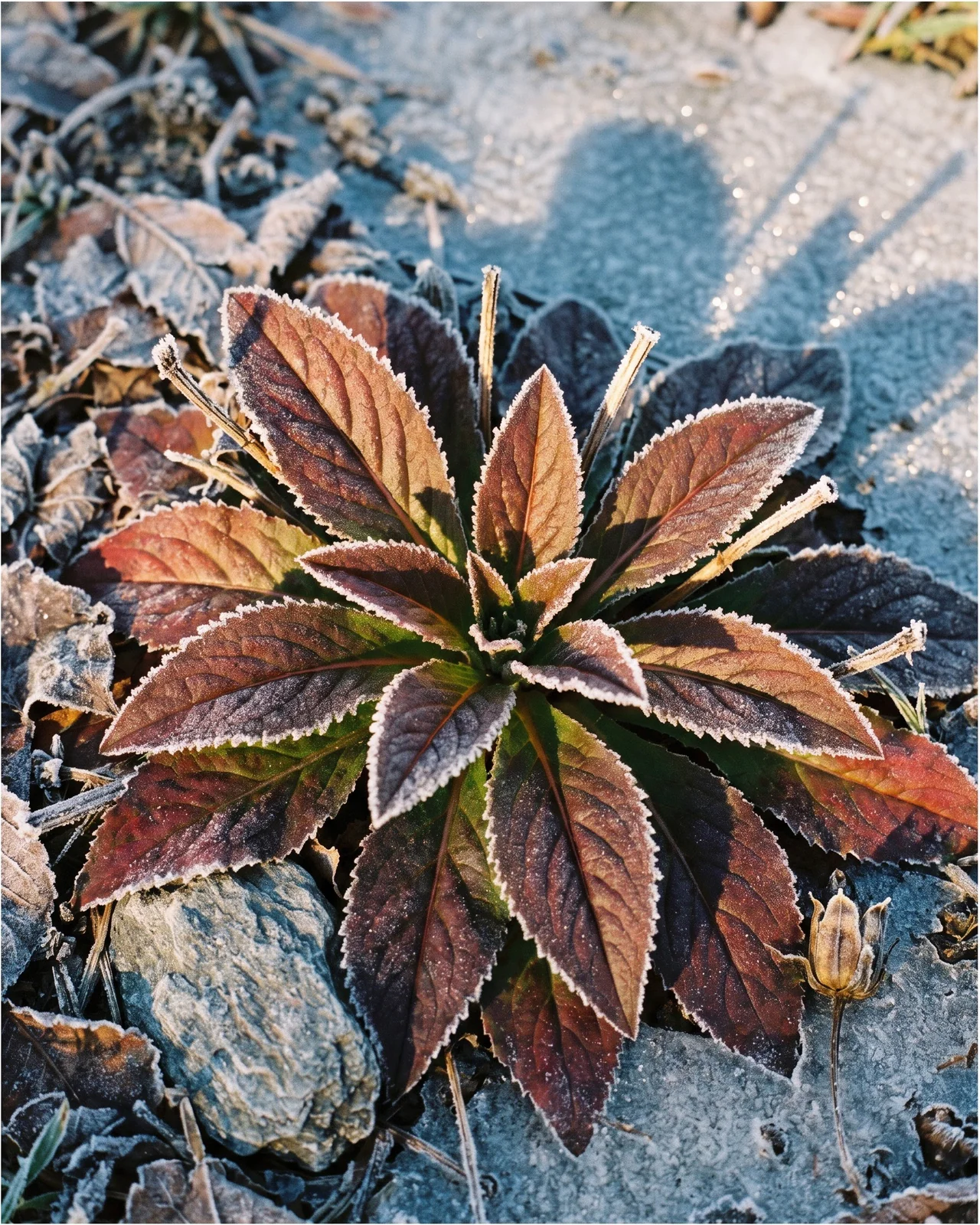 A frosted winter rosette of Penstemon smallii with leaves turned deep reddish bronze on frozen North Carolina ground