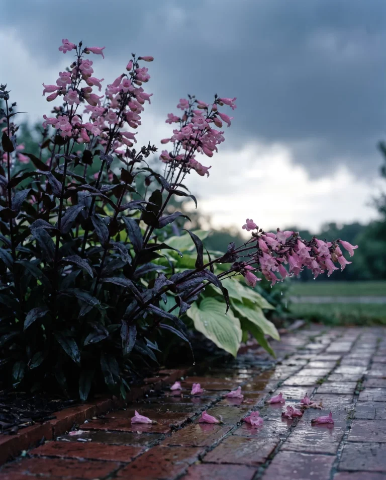 Penstemon 'Dark Towers' with wine-purple foliage and clear pink tubes, wet after a Michigan thunderstorm