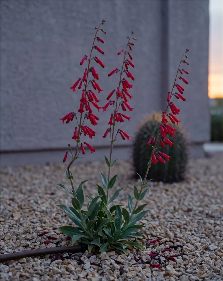 Narrow scarlet tubes of Penstemon eatonii holding their colour against a blue desert dusk in Las Vegas