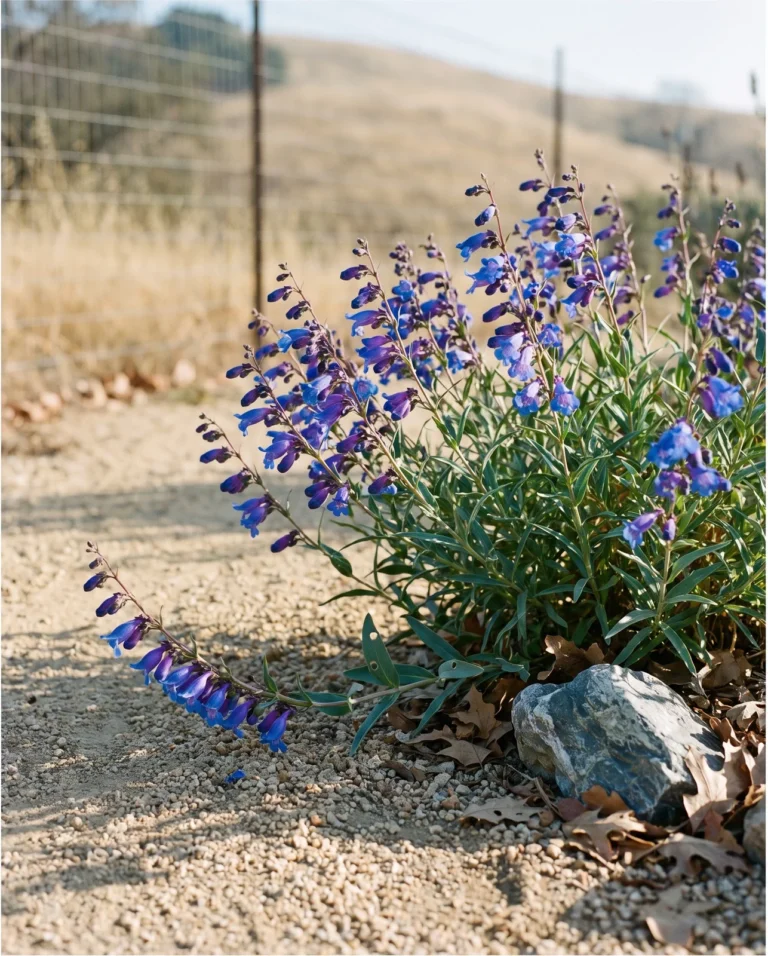 Penstemon heterophyllus 'Electric Blue' sprawling over decomposed granite in a Sonoma County hillside garden