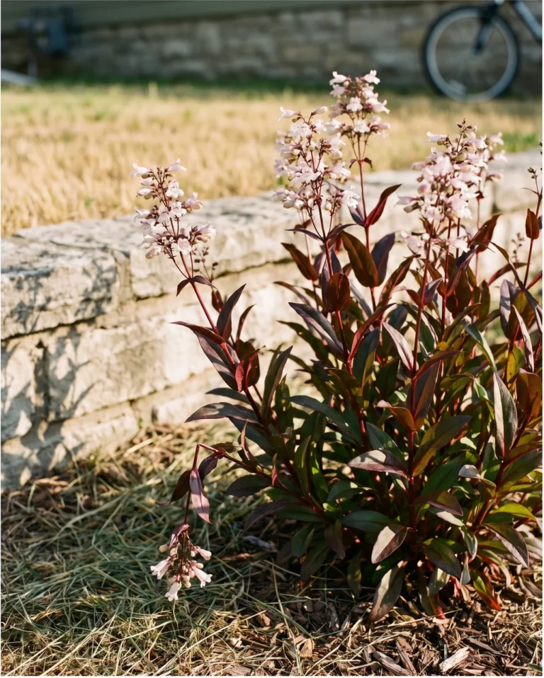 Penstemon digitalis 'Husker Red' with maroon leaves and dark red stems under pale pink-white flowers in late Nebraska sun