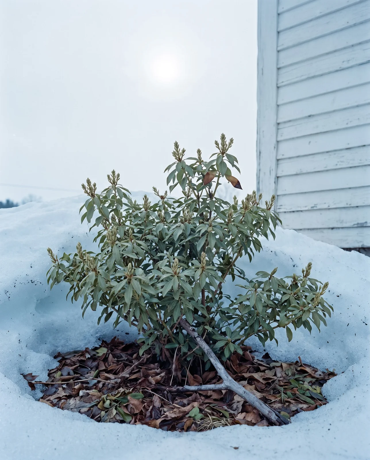 Mountain andromeda in a snowy northern dooryard, foliage green and unmarked above old crusted snow