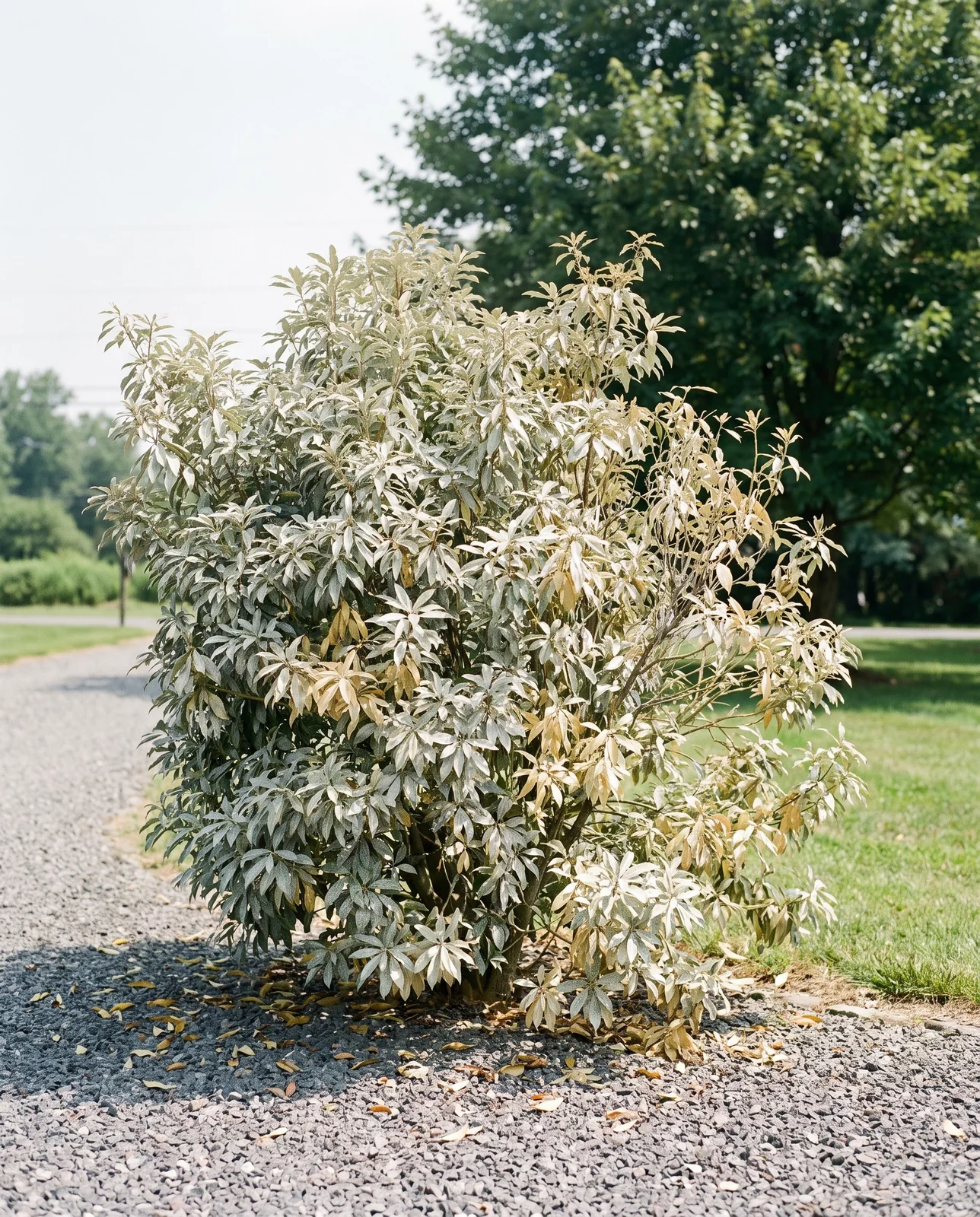A whole pieris in an open sunny position with foliage bleached pale and stippled all over from heavy lace bug feeding