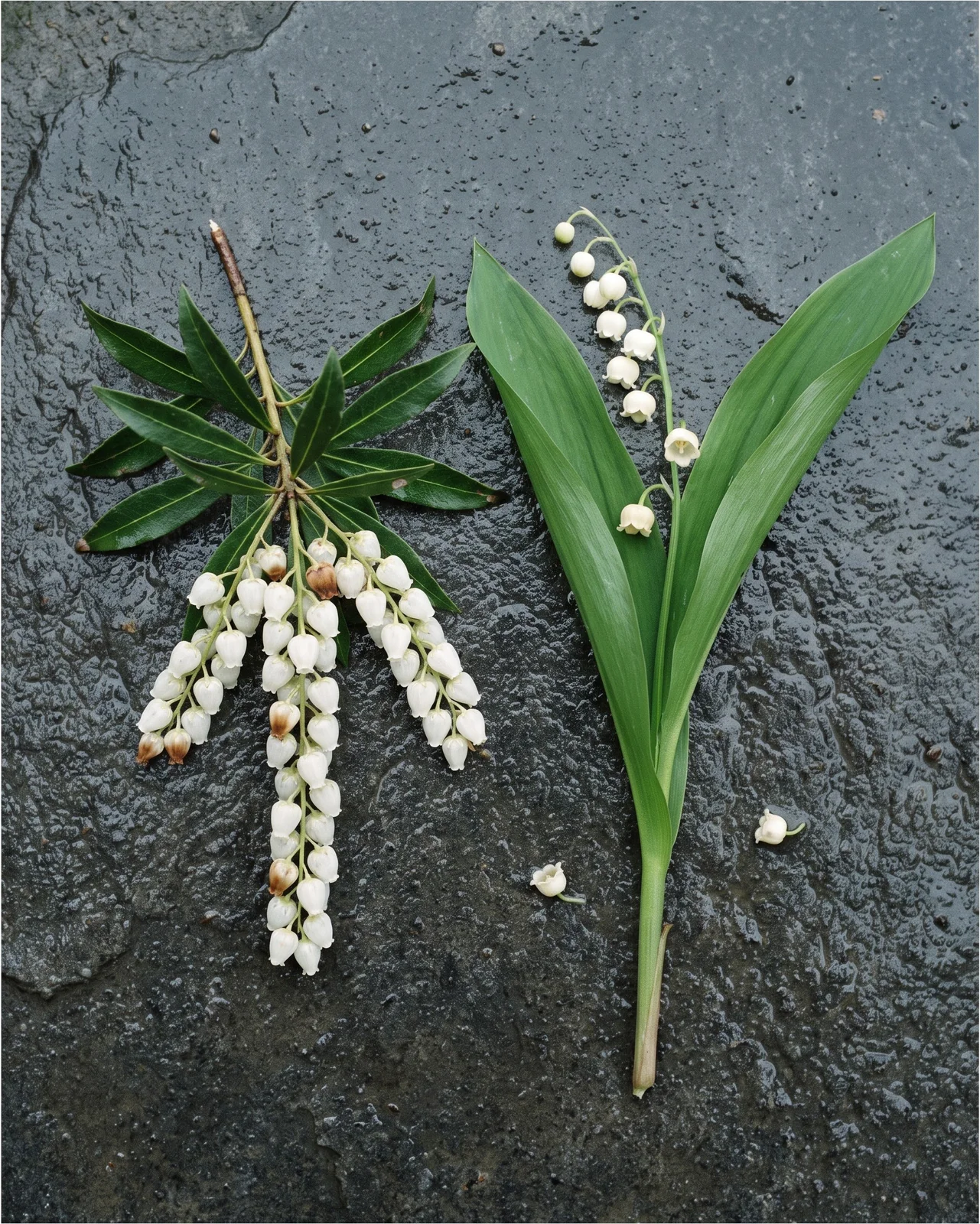 A cut pieris raceme laid on wet slate beside a spray of true lily of the valley, showing they are two unrelated plants