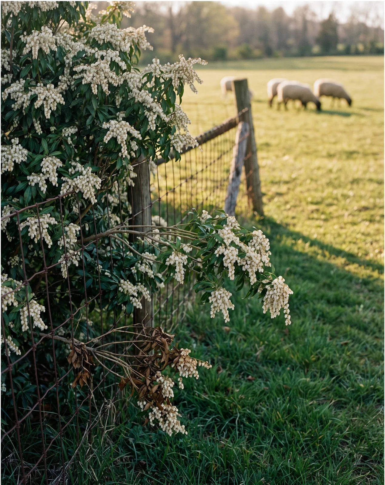 A pieris planted on a fence line, its branches leaning through wire into a sheep pasture with the flock grazing well back