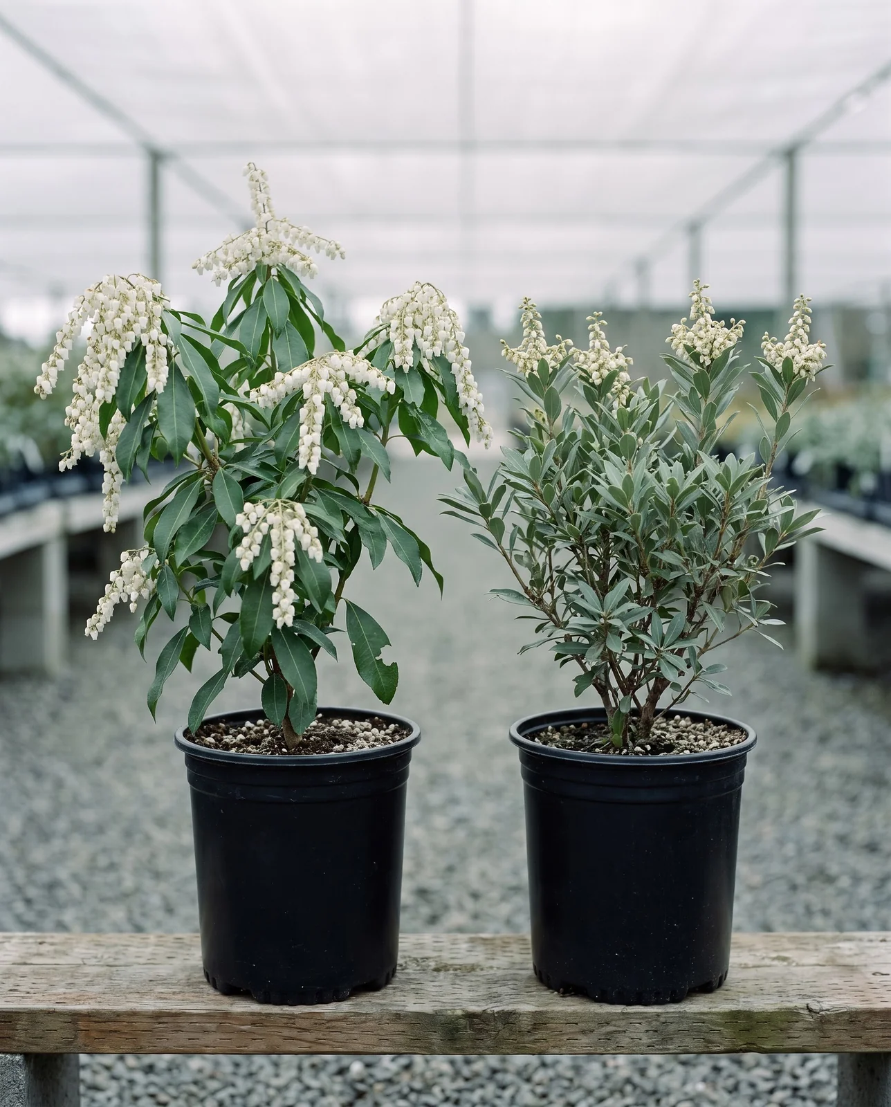 Japanese pieris and mountain andromeda in matching nursery cans side by side on a bench, drooping clusters against upright ones