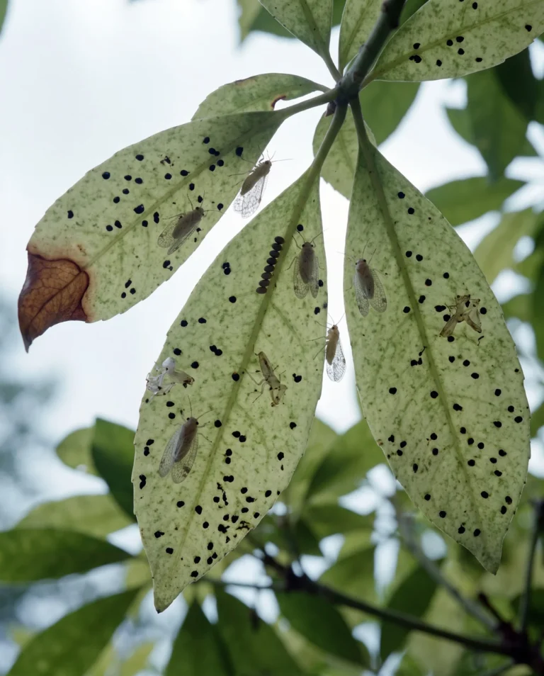 Underside of pieris leaves seen from below, dotted with shiny black tar like excrement spots, cast skins and small lace winged insects