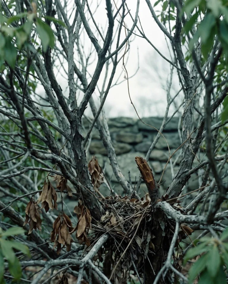 The bare interior of a decades old pieris, grey leafless branches and dead brown leaves low inside with green growth only at the outer tips
