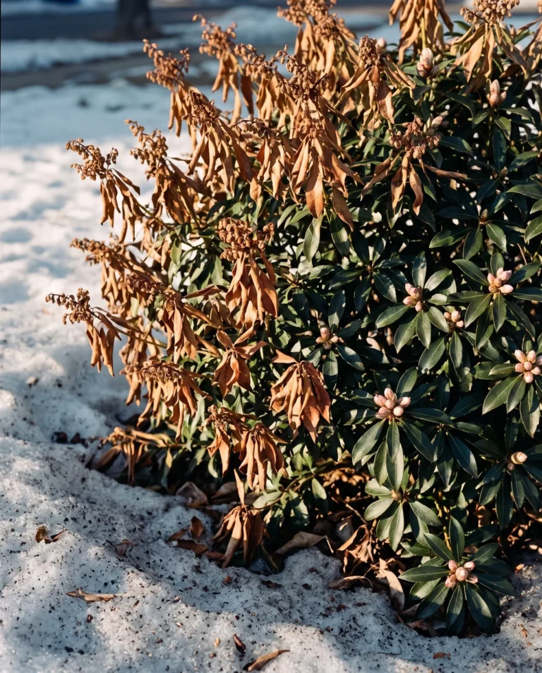 Windward side of a pieris browned and bronzed after winter sun and wind while the sheltered side stays dark green