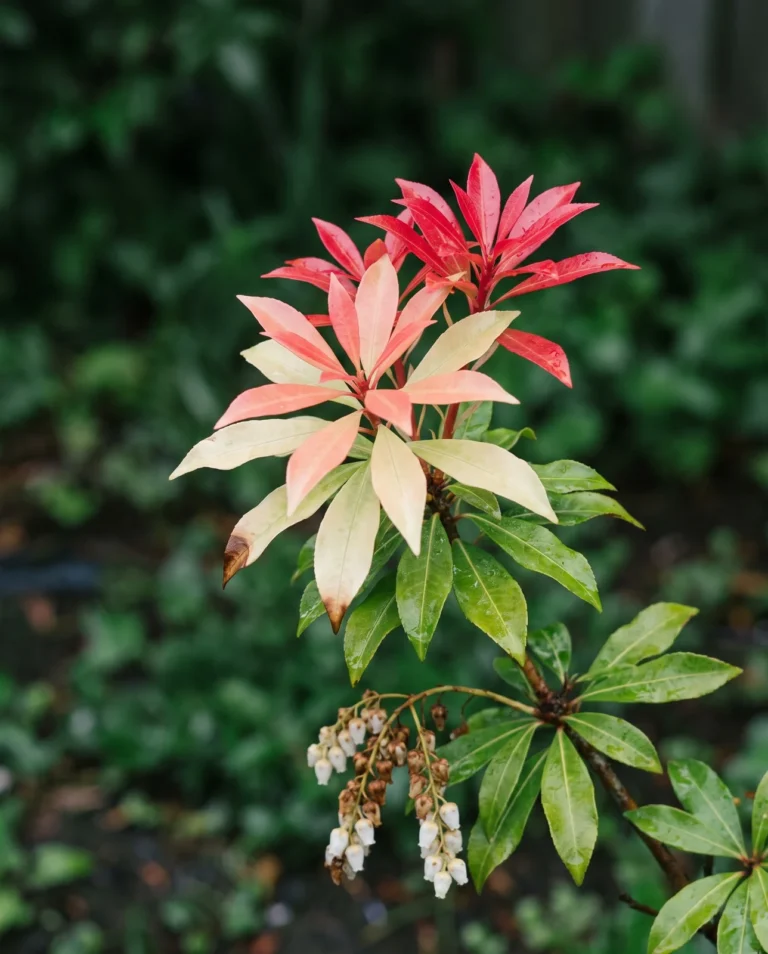 Forest Flame pieris showing four colours at once, red young leaves fading through pink and cream to green