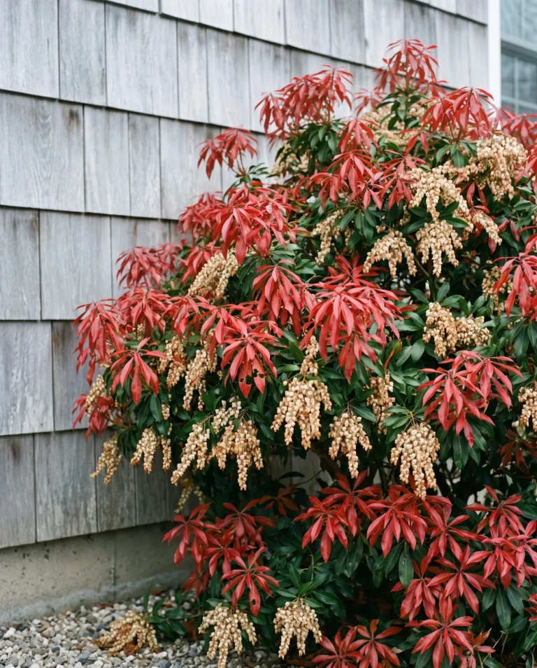 Mountain Fire pieris beside a shingled wall with fiery red new growth above white bell strings