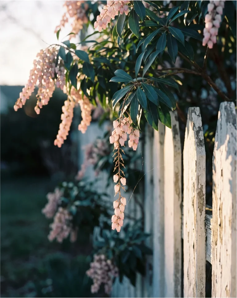 Valley Rose pieris with pastel pink bell strings hanging over deep green foliage at the end of the day