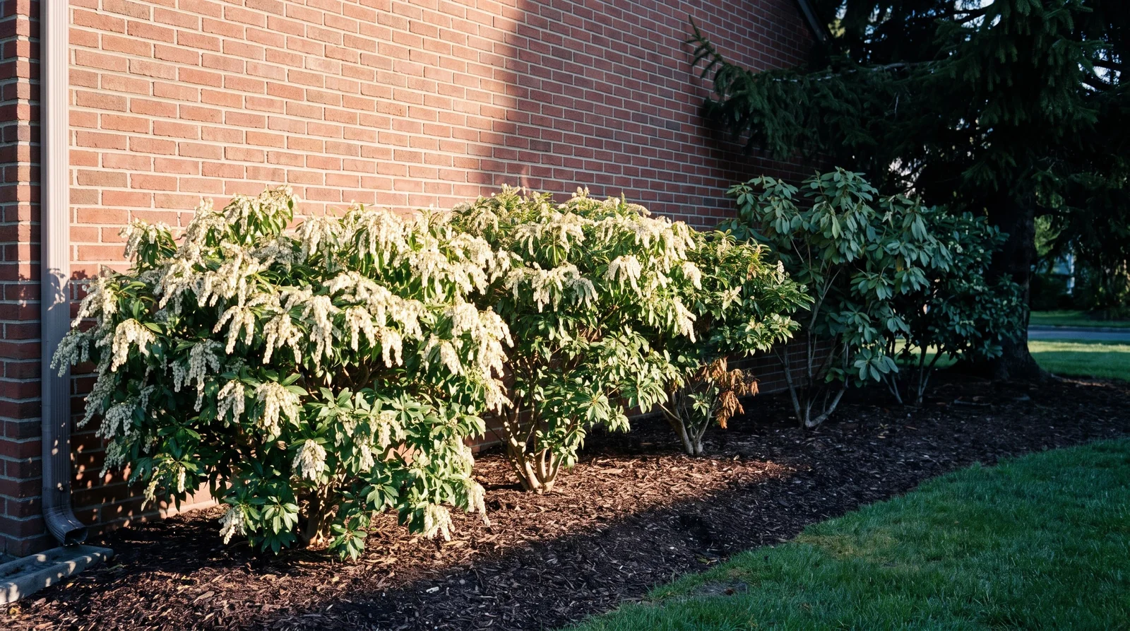 A run of pieris along an east facing house wall, dense and flowering where morning sun reaches and thin with few flowers at the shaded end under a spruce