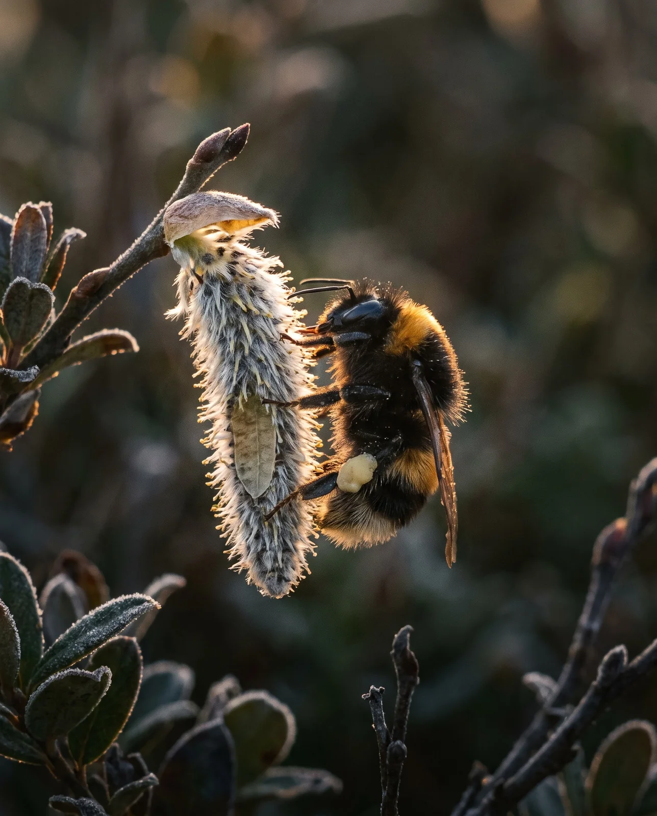 A queen bumblebee foraging on the yellow stamens of a pussy willow catkin in cold early spring sunlight