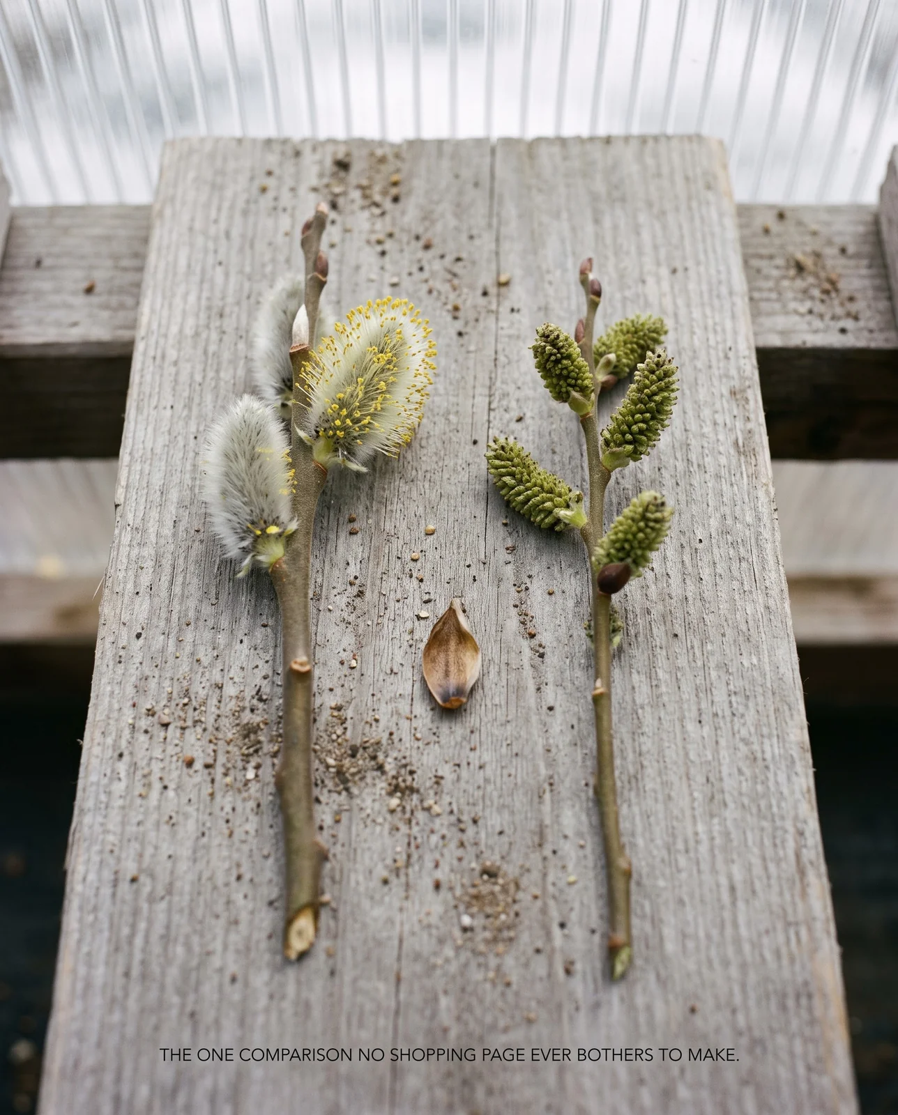 A story pair of two cut pussy willow twigs laid side by side, a fat silver male catkin and a smaller greenish female one
