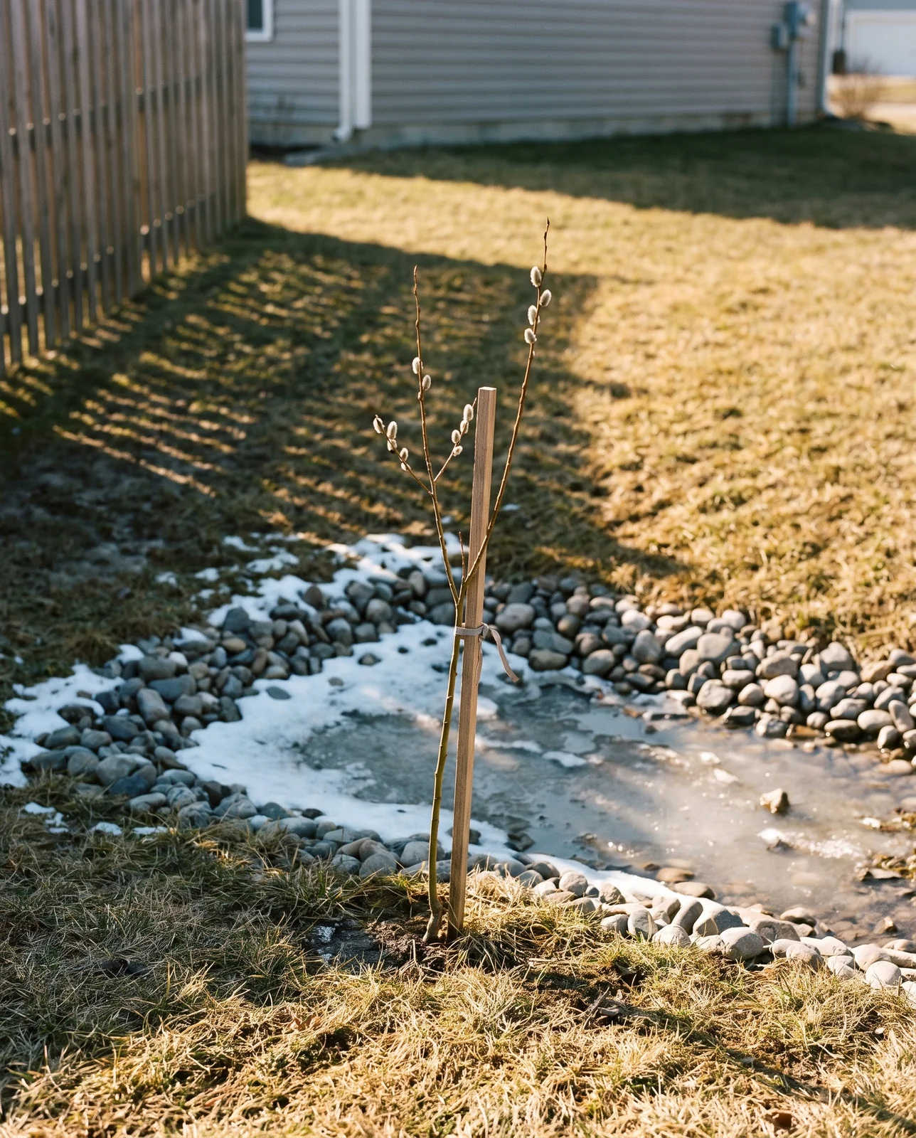 A young pussy willow planted in the low wet corner of a suburban Ohio yard beside a rain garden