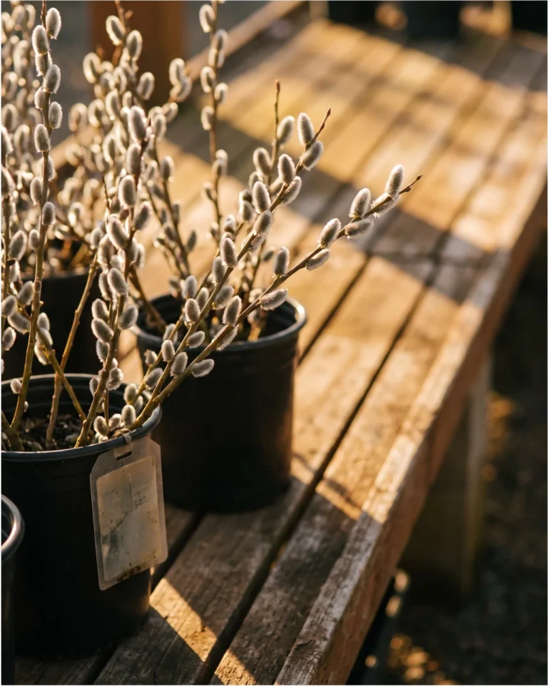 French pussy willow, a named male selection with silky gray catkins ahead of its leaves, on a nursery bench in Oregon