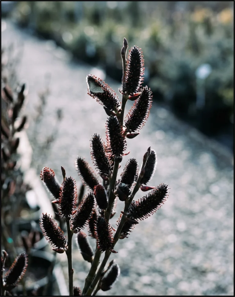 Melanostachys, the black pussy willow, its near-black catkins with red anthers glowing under low backlight in an Oregon nursery row