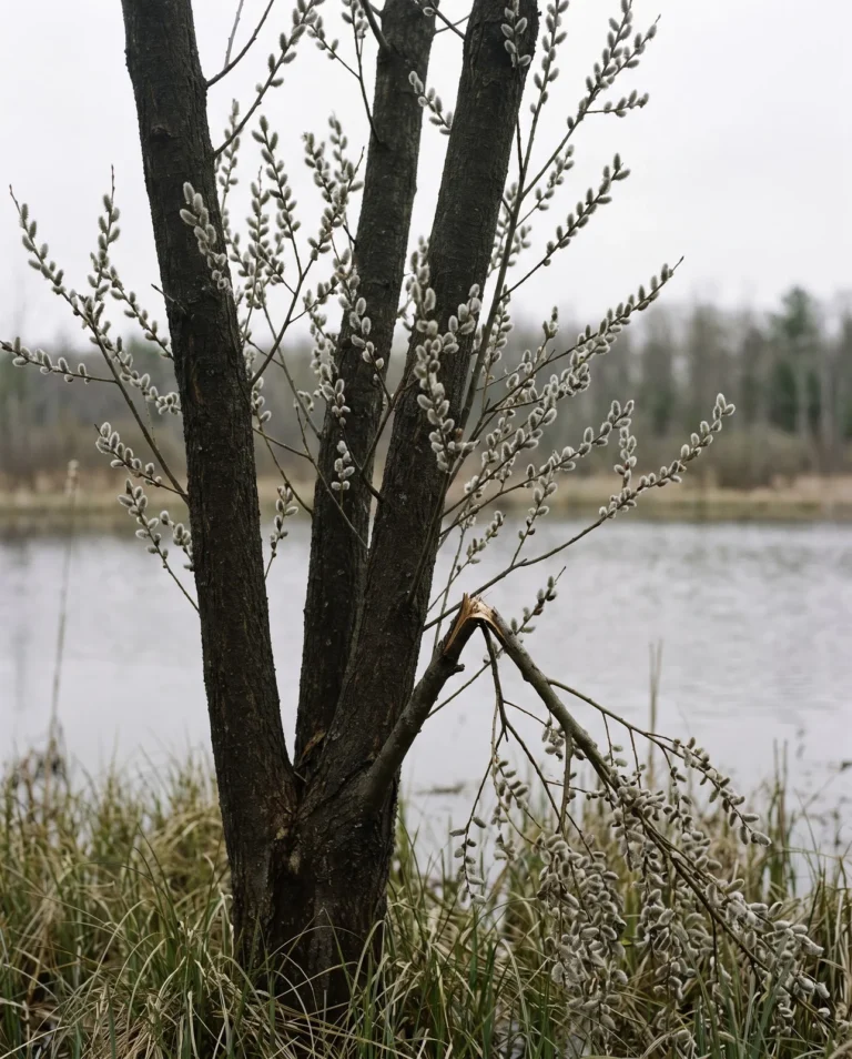 Salix discolor, the American pussy willow, a multi-stemmed native shrub with pearl-gray catkins at a Michigan bog edge