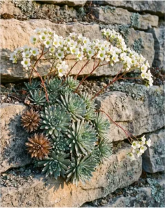 Saxifrage flower