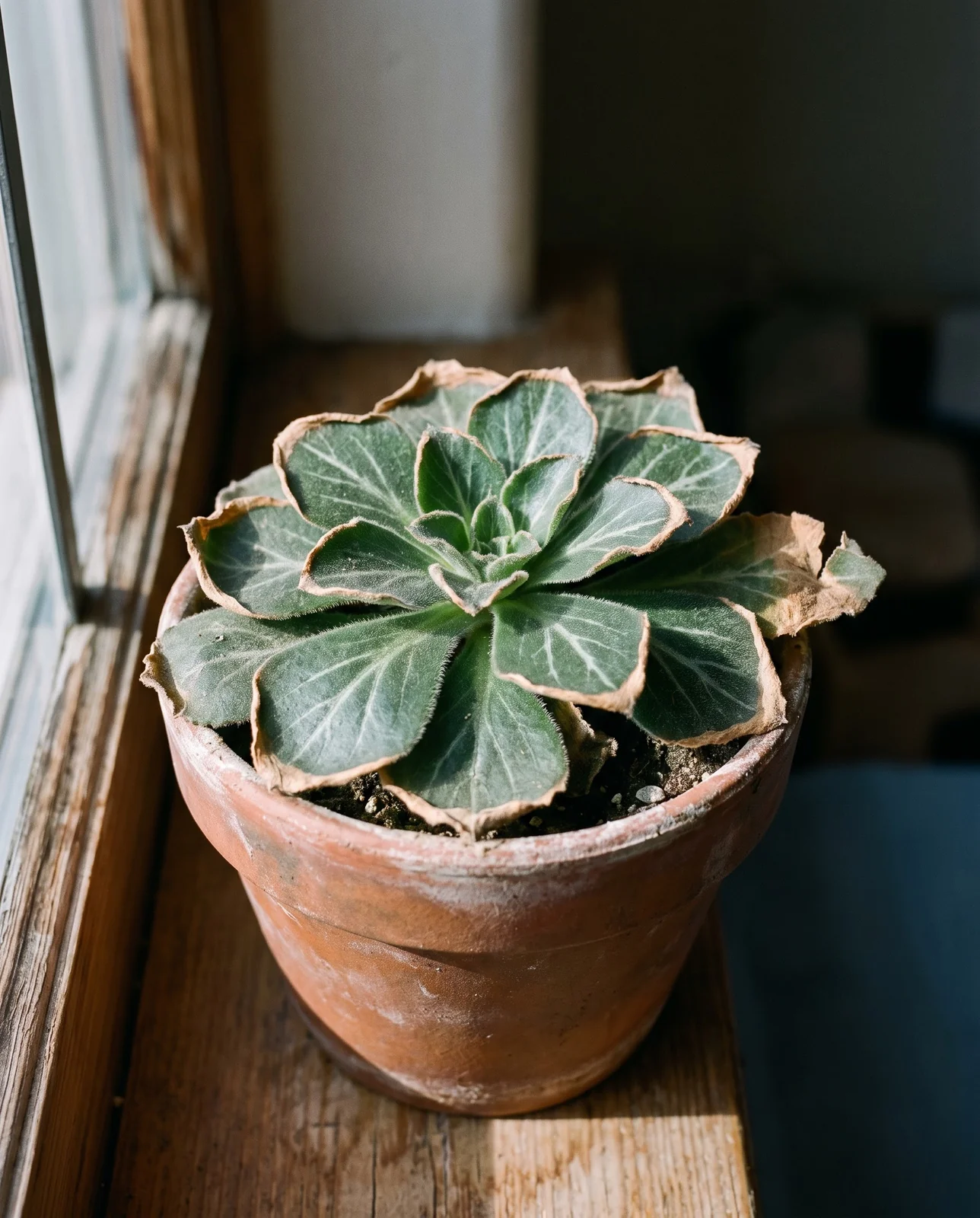 Strawberry saxifrage on a dry-air windowsill with a narrow brittle brown band running round the margin of each outer leaf