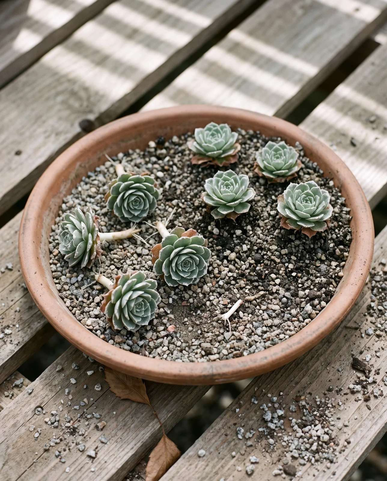 Nine detached silver saxifrage rosettes on gritty compost in a clay pan, four set upright into the grit and the rest lying loose
