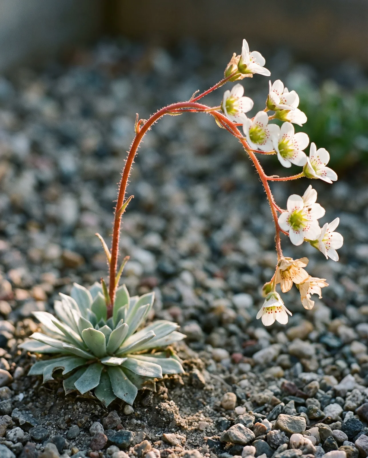 Backlit arching spray of small white cup-shaped saxifrage flowers on a wiry red stem held above a silver rosette in a grit bed