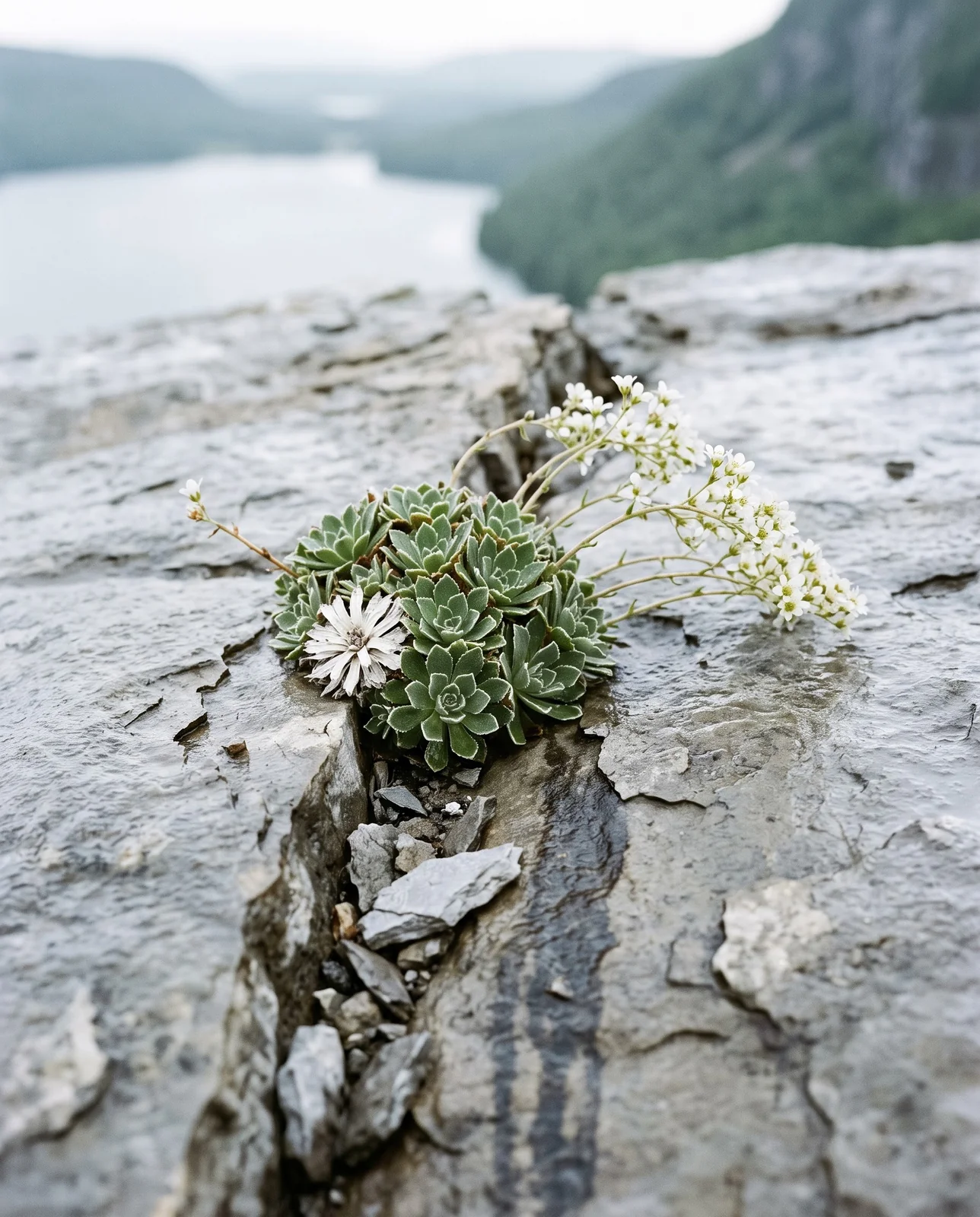 Wild white mountain saxifrage growing out of a narrow crack in weathered limestone pavement with rock plates lifting along the joint