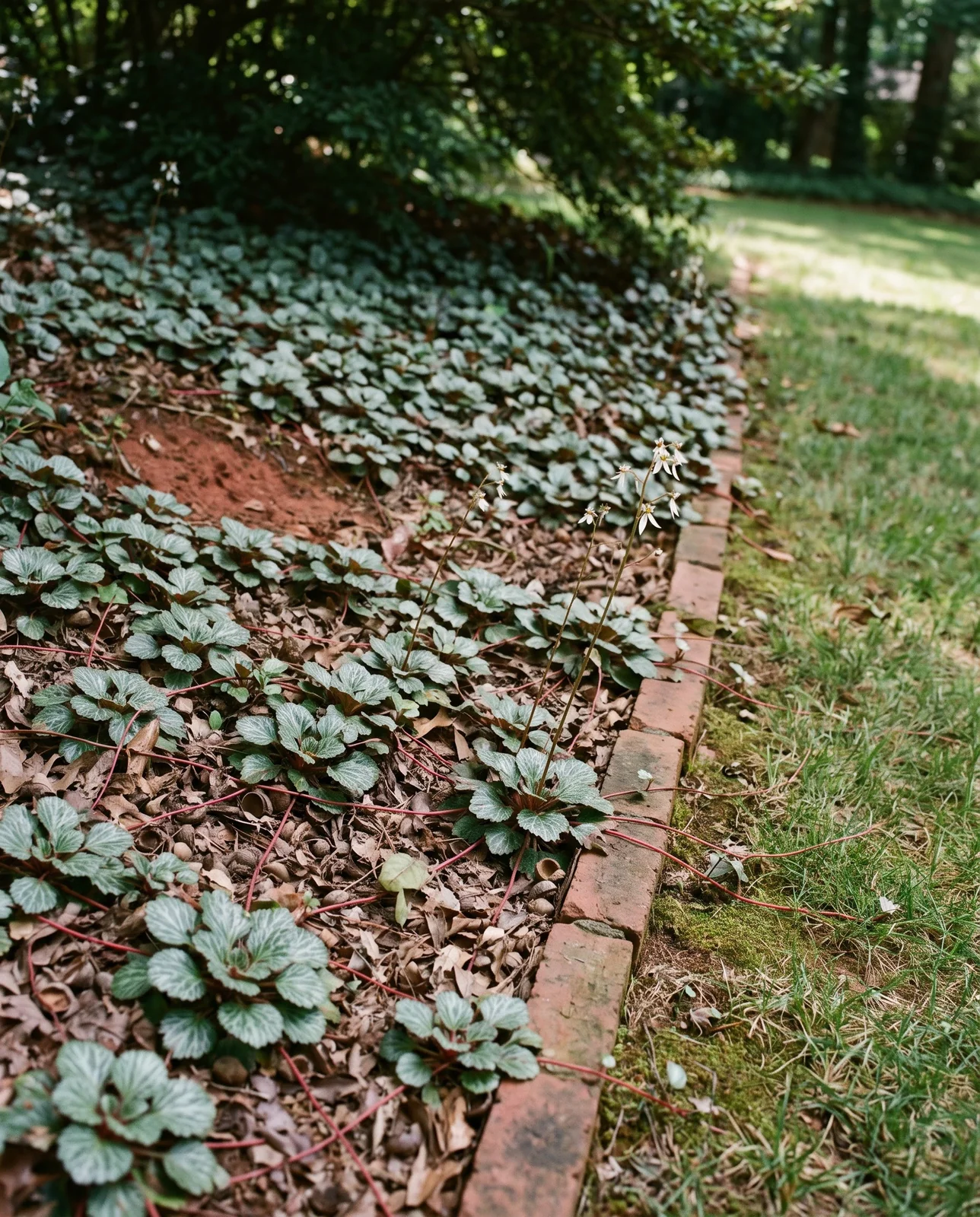 Strawberry saxifrage carpeting a shaded slope, rosettes joined by red runners, stopping at a brick edging with three runners crossing it