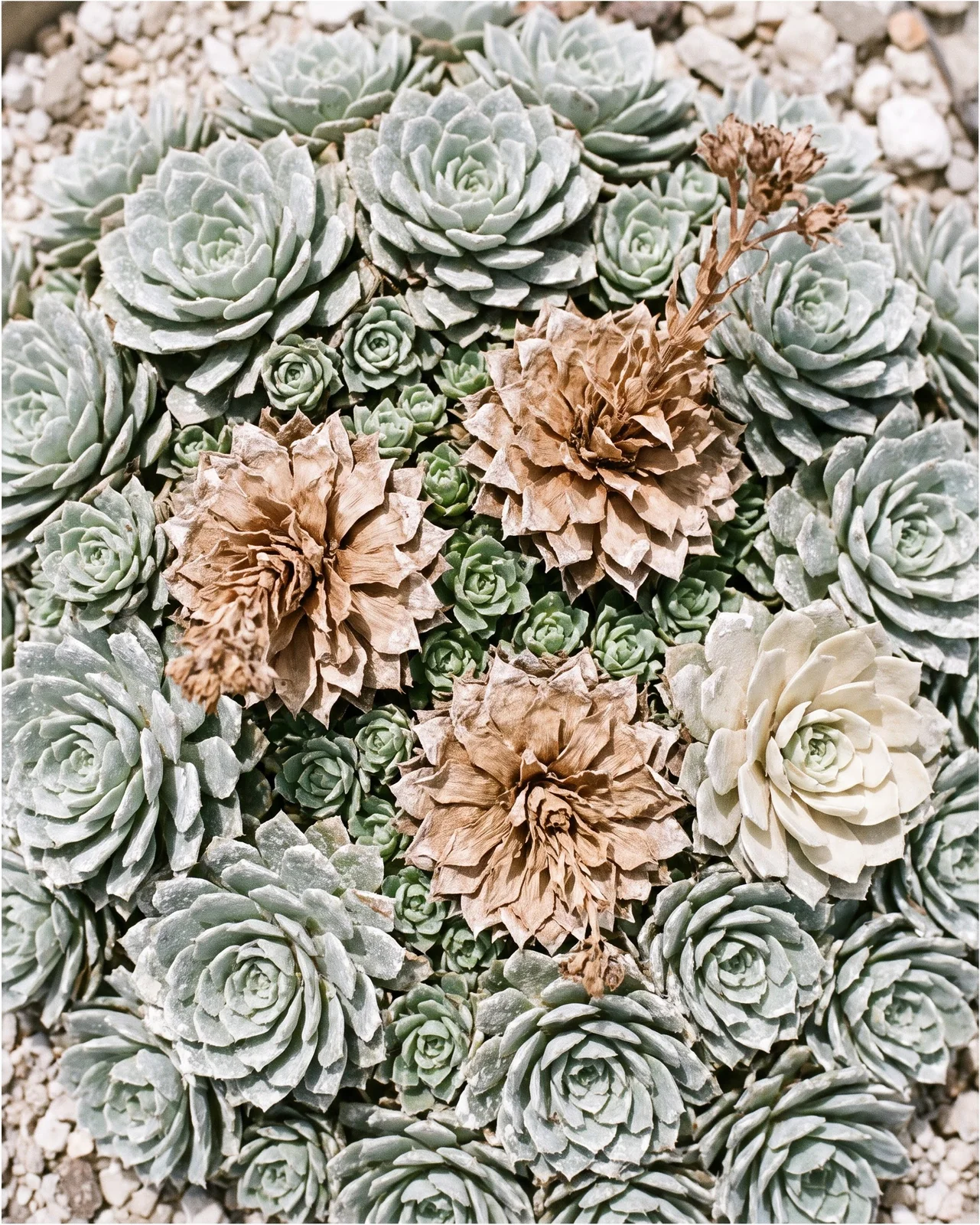 Overhead view of a silver saxifrage clump where three rosettes that flowered last year have died brown and papery among firm live rosettes