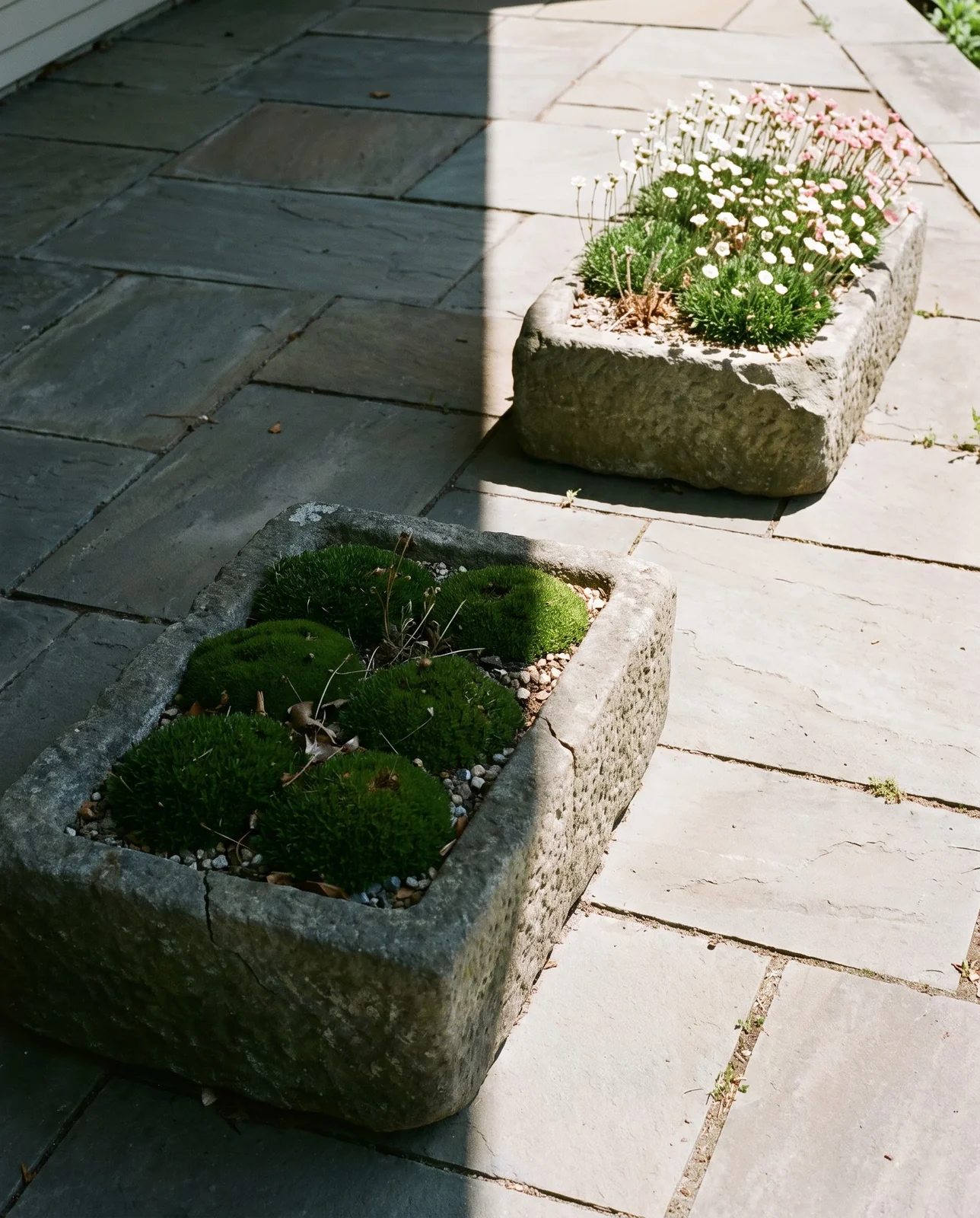 Two matching stone troughs on one terrace, the shaded one green and flowerless, the sunlit one covered in white and pink flower stems