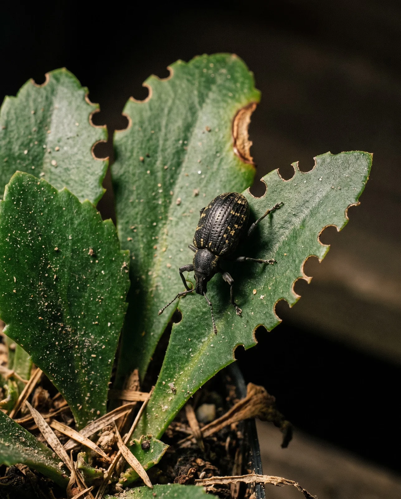Adult vine weevil, dull black with dirty yellow flecks, on a saxifrage leaf edge after dark beside squared notches it has eaten