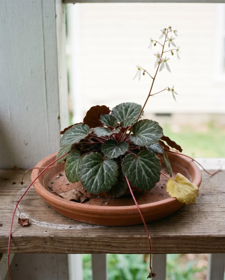 Strawberry saxifrage rosette of round silver-veined leaves with wine-red undersides, trailing red runners and asymmetrical white flowers